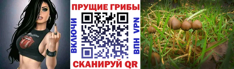 Купить где  Заполярный  Псилоцибиновые грибы MAGIC MUSHROOMS 